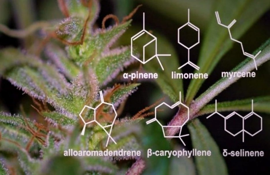 What Are Cannabis Terpenes