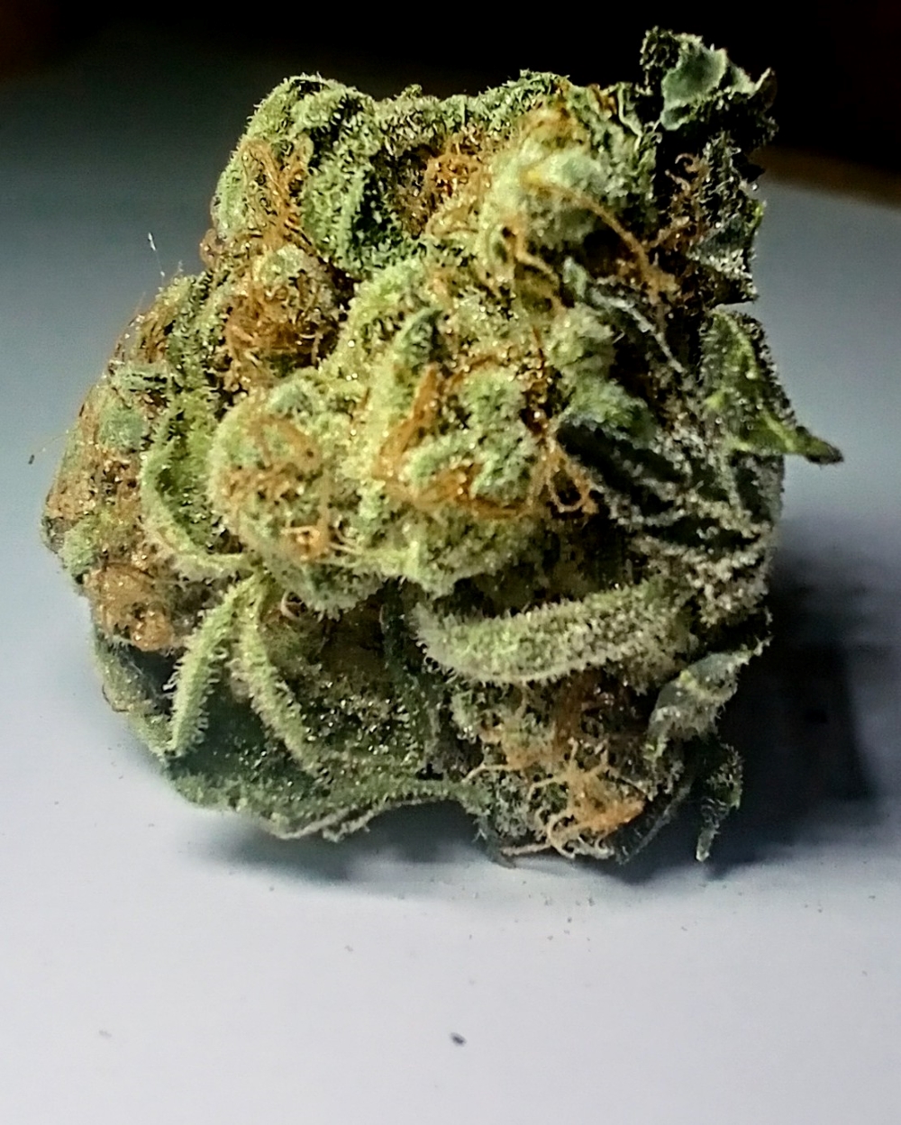 Cannabis Reviews – Forum Cookies x Alien Dog Cherry