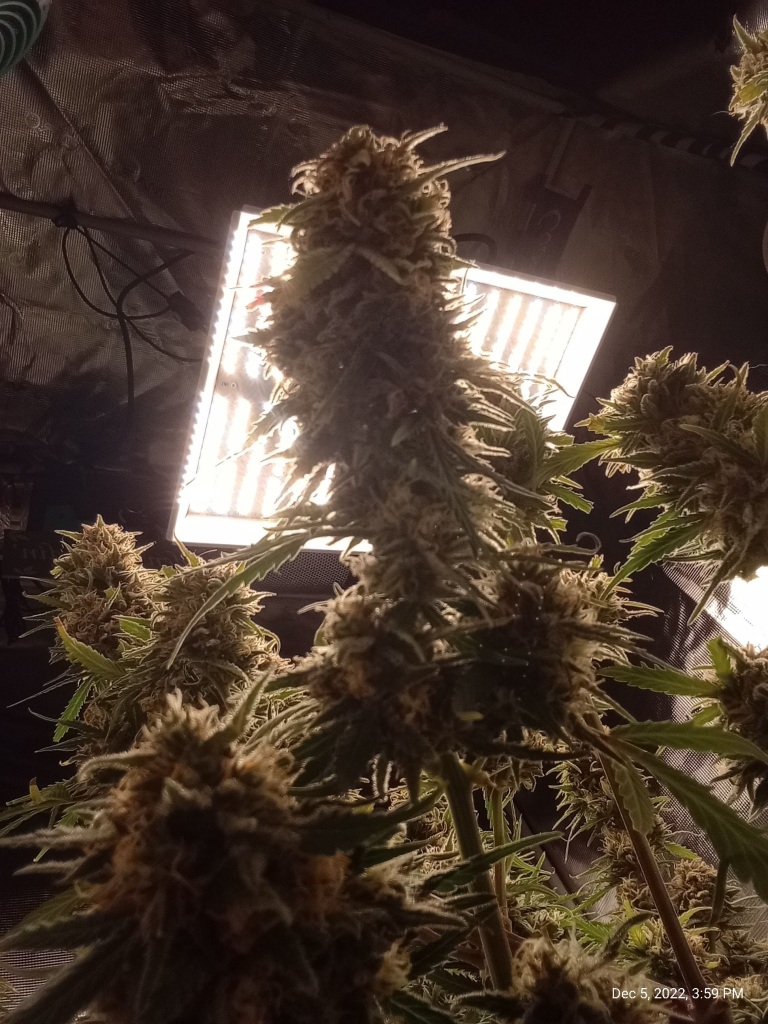 Best-Grow-Tents-Maryland-Cannabis-Home-Grow